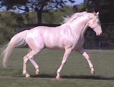 Missouri Fox-Trotter 1 - horse Breeds | ცხენის ჯიშები| cxenis jishebi